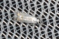 Phyllocnistis