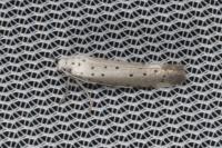 Yponomeuta