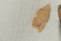 Carcina quercana