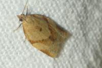 Clepsis consimilana