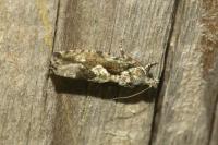Zeiraphera isertana