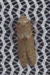 Blastobasis