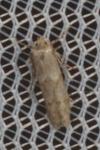 Blastobasis