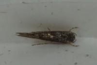 Coccidiphila