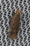 Anacampsis timidella