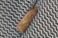 Helcystogramma