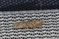 Tuta absoluta