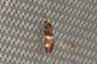Micropterix aglaella