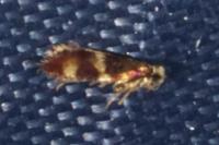Micropterix aglaella