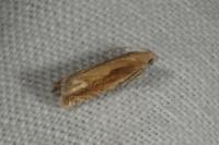 Eucosma obumbratana