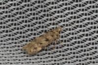 Bryotropha domestica