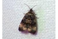 Endothenia