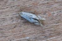 Elachista albidella