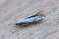 Elachista albidella