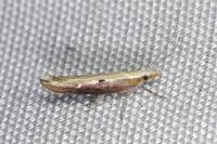 Ypsolopha falcella