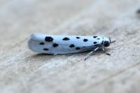 Ethmia dodecea