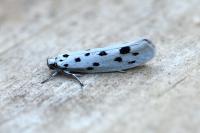 Ethmia dodecea