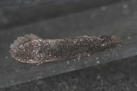 Elatobia fuliginosella