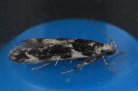 Parachronistis albiceps