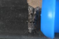 Exoteleia dodecella
