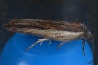 Acleris hastiana