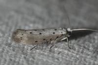 Yponomeuta padella
