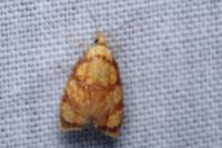 Acleris bergmanniana