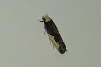 Monopis monachella
