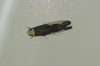 Monopis monachella
