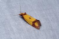 Agapeta zoegana