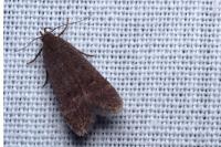 Anacampsis