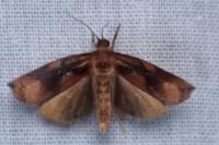 Archips podana