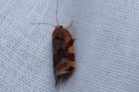 Archips xylosteana