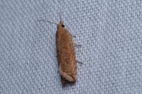 Bactra