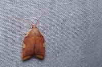 Carcina quercana