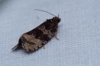Celypha rivulana