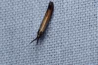 Coleophora