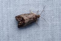 Cydia splendana