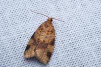 Epagoge grotiana