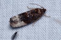 Hedya nubiferana