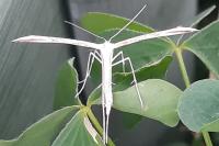 Emmelina monodactyla