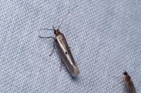 Parahyponomeuta egregiella