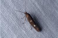 Scythris scopolella