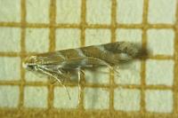 Cameraria ohridella