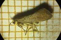 Crassa unitella