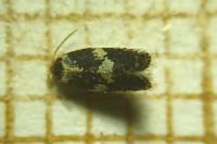 Ectoedemia