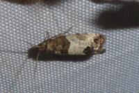 Spilonota ocellana