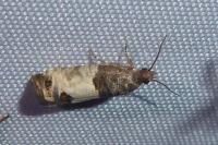 Spilonota ocellana