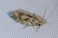 Zeiraphera isertana