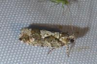 Zeiraphera isertana
